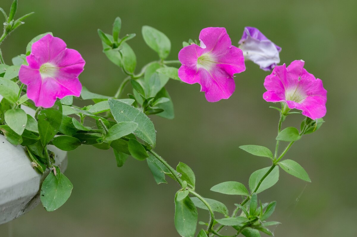 *** - Виктор Иванович Чернюк