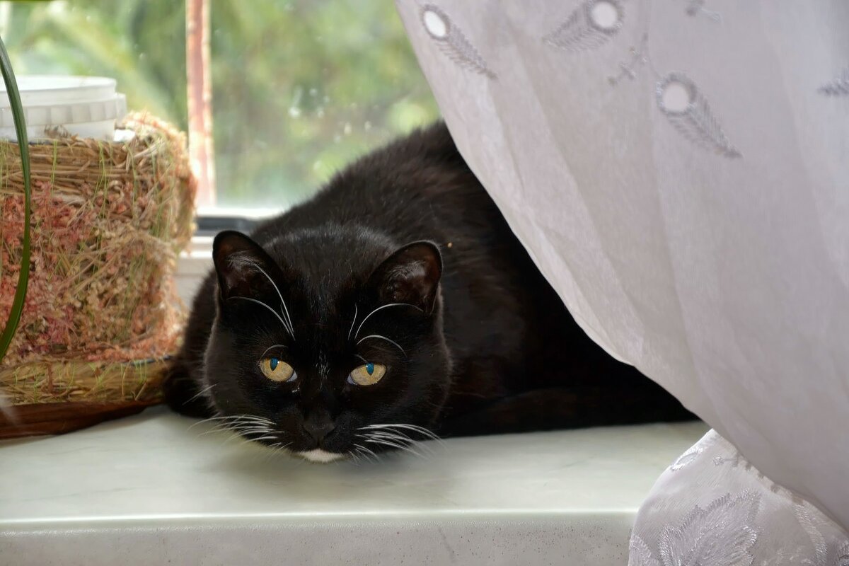 Сидит кошка на окошке. - Михаил Столяров