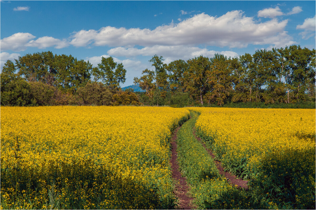 *** - Алексей Мезенцев *** - Алексей Мезенцев