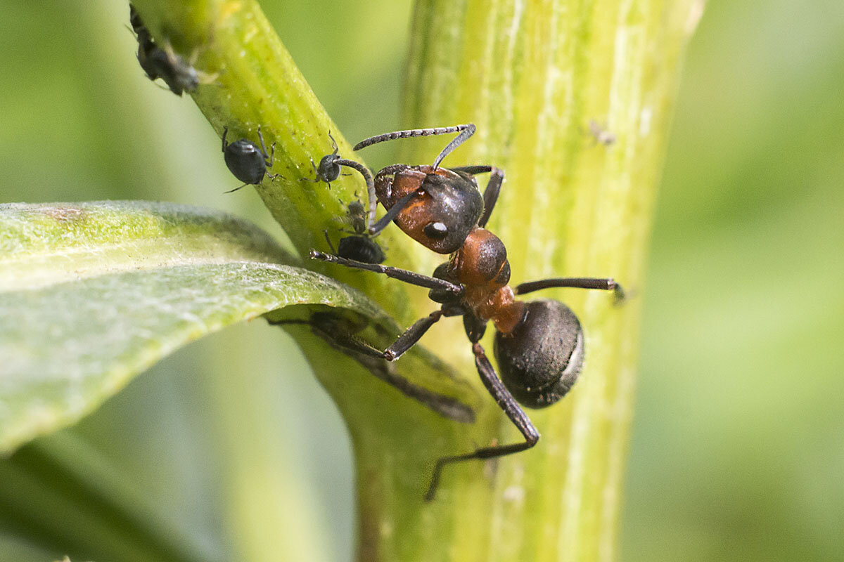 Вы не бойтесь муравья... (слова из песни) - Геннадий Супрун Вы не бойтесь муравья... (слова из песни) - Геннадий Супрун