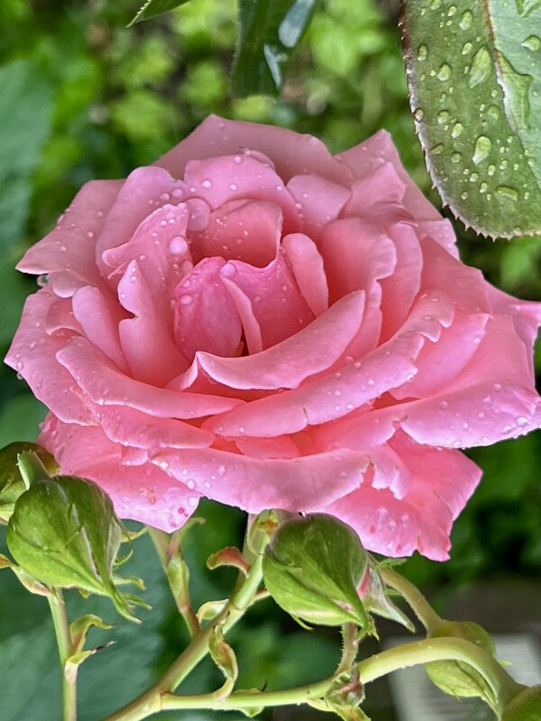 Розовая Роза - Натали Королева