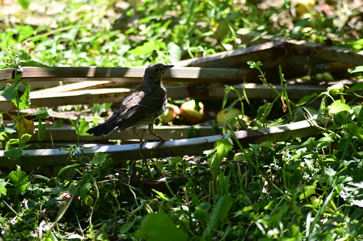 Клубничный вор - Константин Сафронов