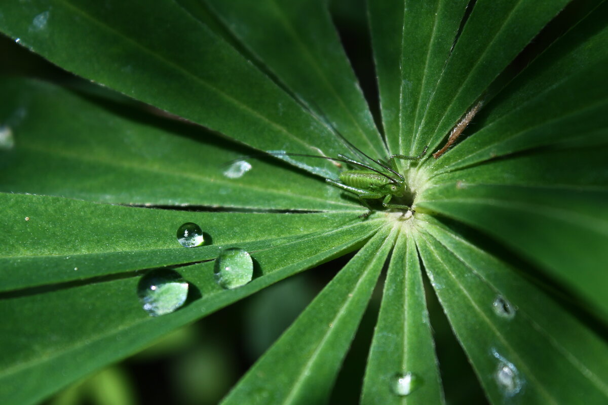 В тени - Любовь Иванова