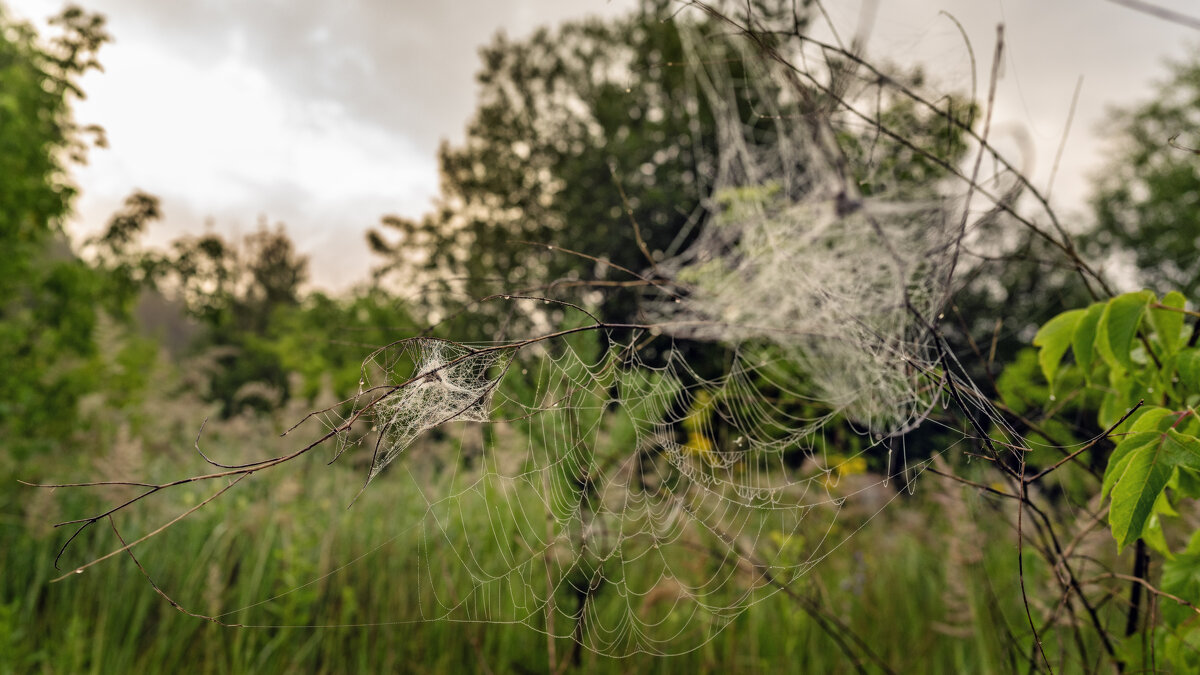 Ловушки - sorovey Sol