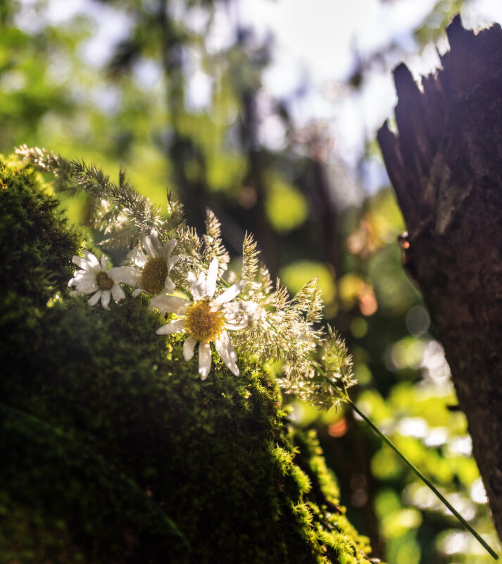 Букет на мху - sorovey Sol