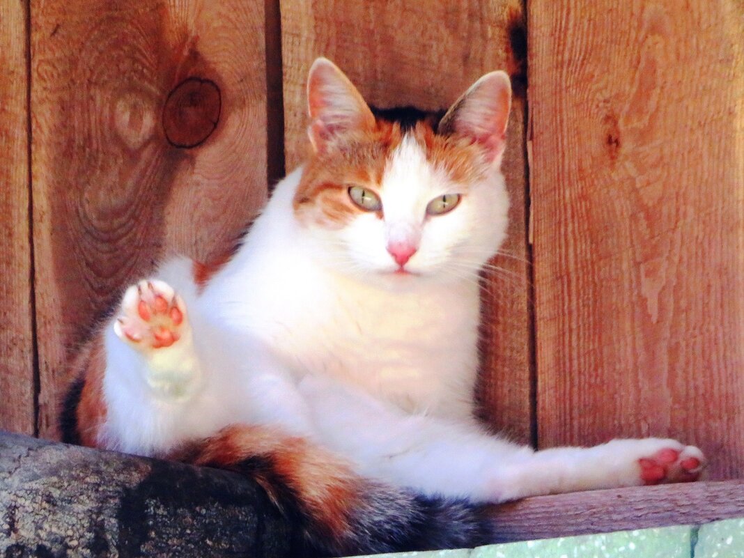 Прячась от жары - Андрей Снегерёв