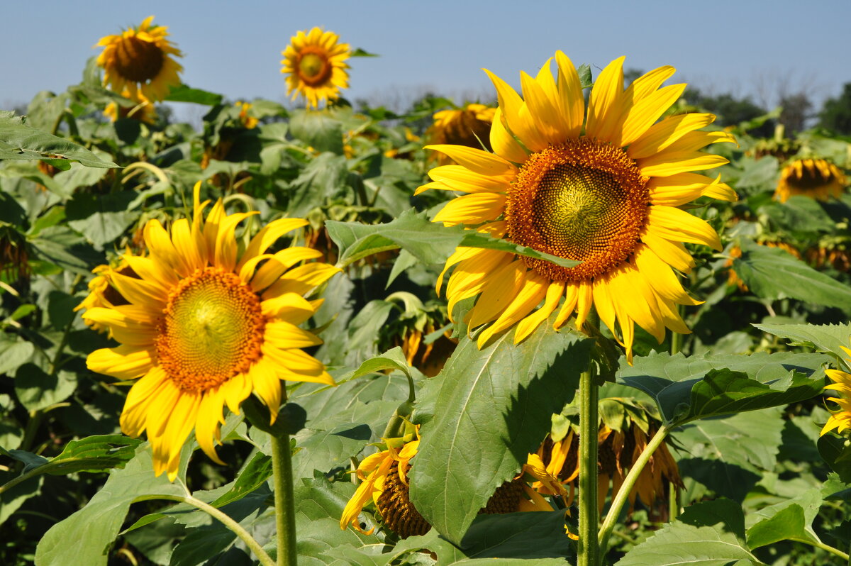 Подсолнухи кажется добавляют жару.июлю - Татьяна Машошина