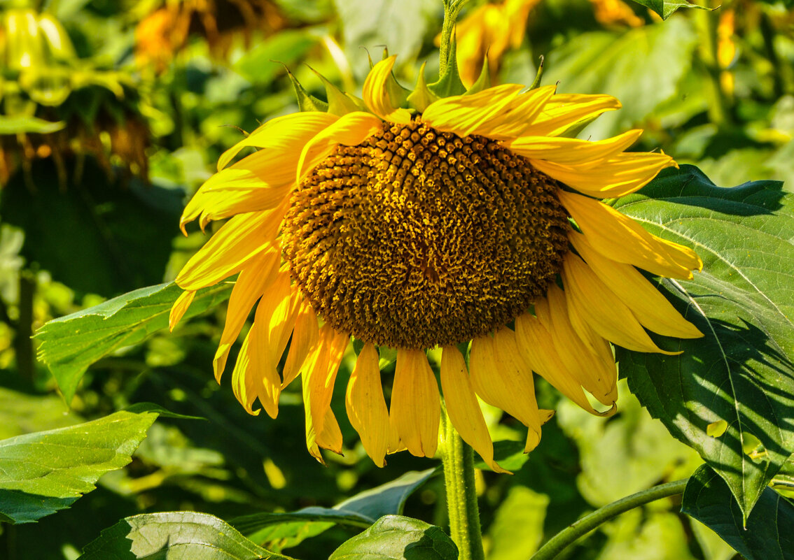 Многозначительный подсолнух - Татьяна Машошина