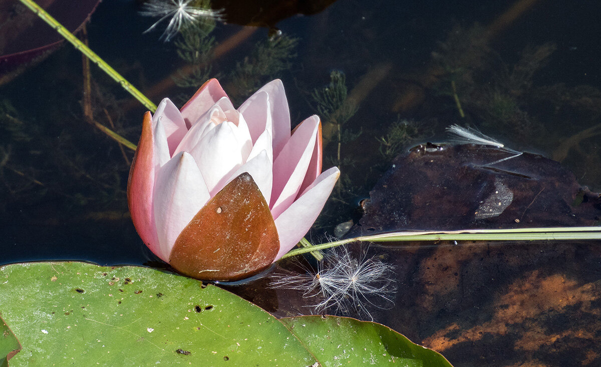 Кувшинка - VL 