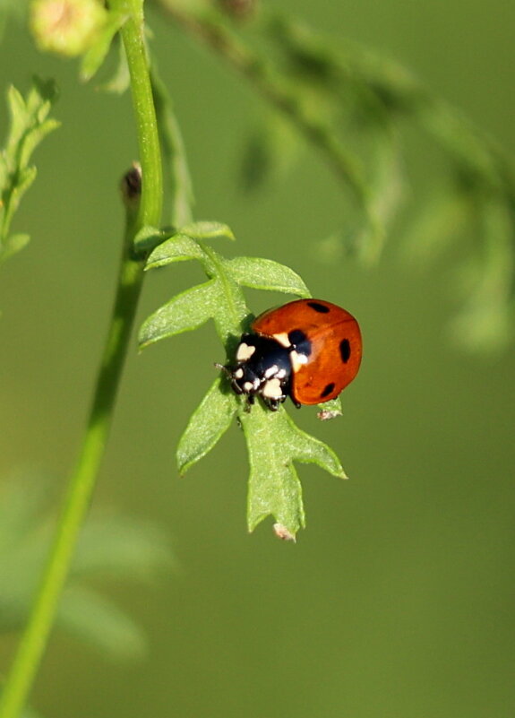 Греется на ночь. - Александр Кондаков Греется на ночь. - Александр Кондаков