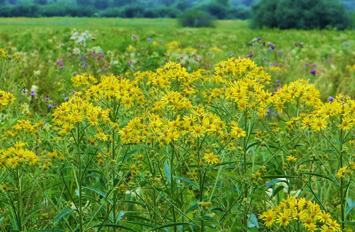 Полевые цветы - Антонина Гугаева