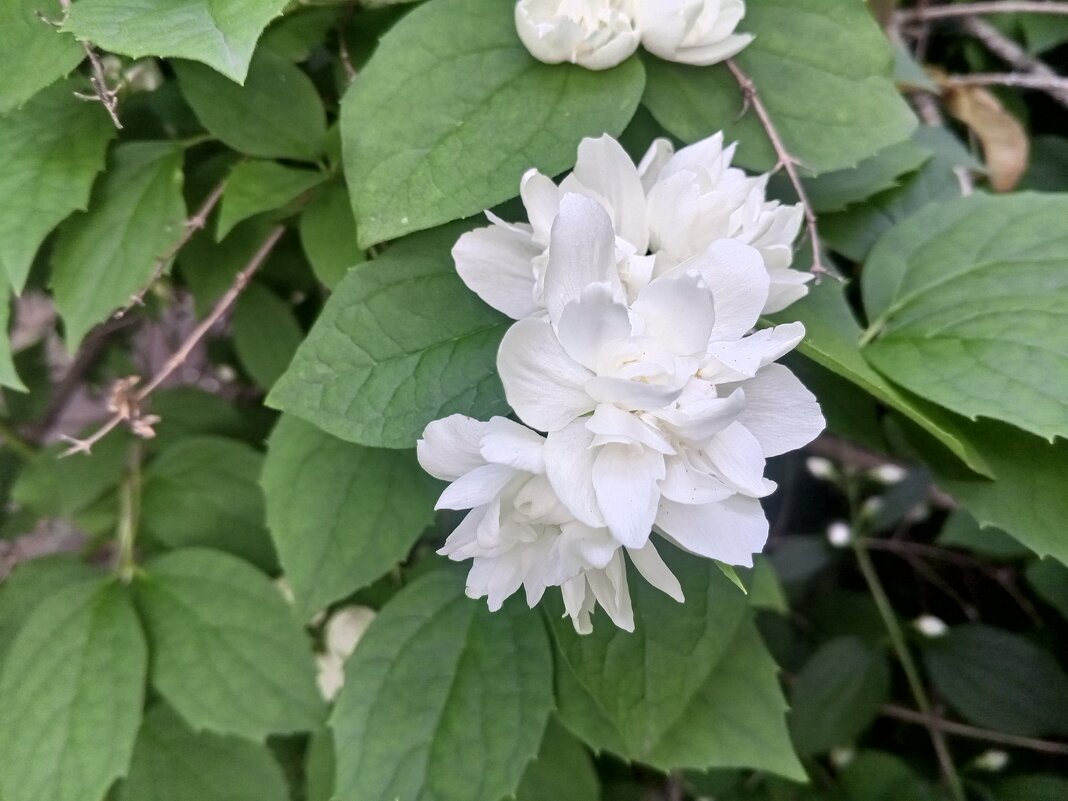 Чубушник - Сапсан 