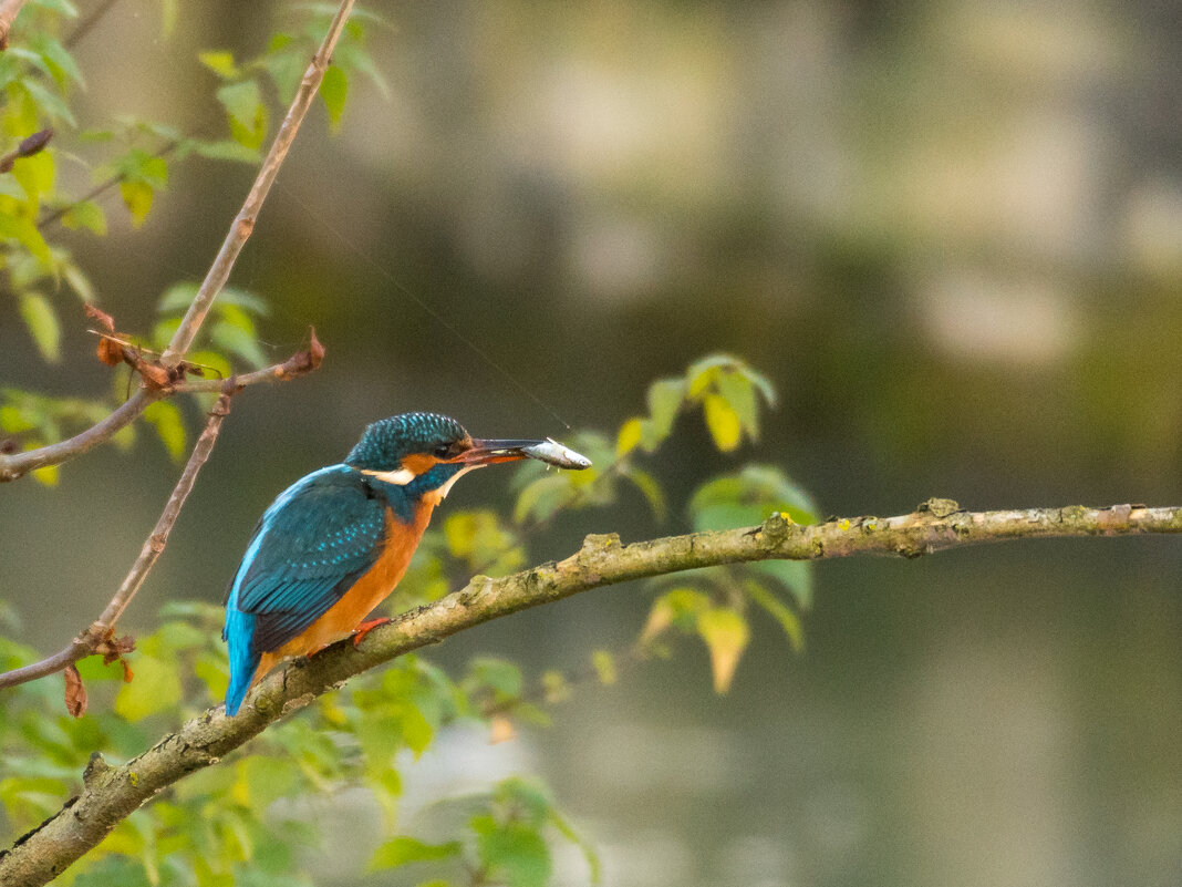 Зимородок - Lada Kozlova