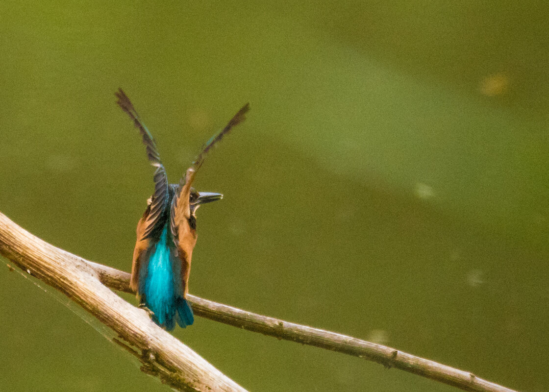 Взлет зимородка - Lada Kozlova