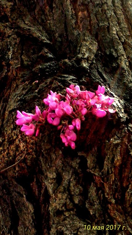 Вот такое дерево - Натали 