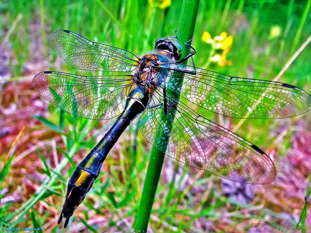 Июнь...Прозрачные крылышки! - Владимир 