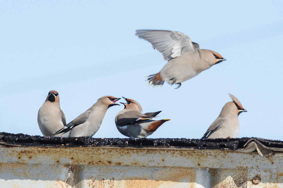Разборки - Виктор Иванович Чернюк Разборки - Виктор Иванович Чернюк