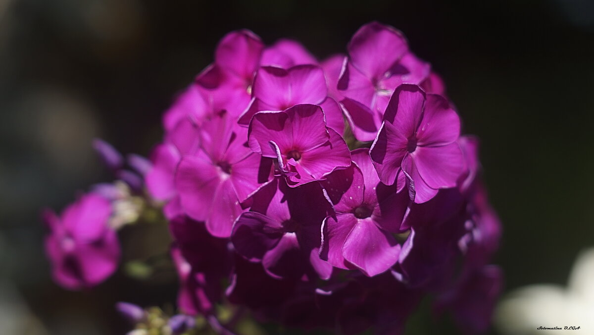 флокс - Ольга Cоломатина