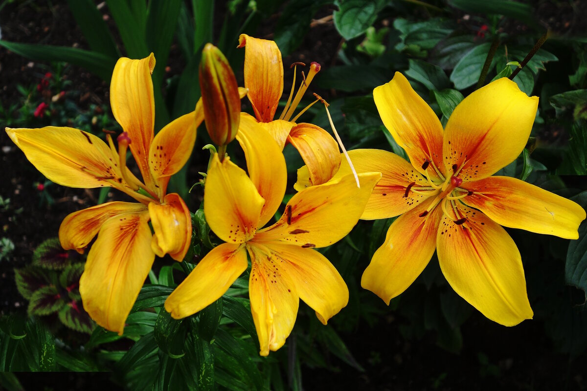 Лилия - Рита Симонова