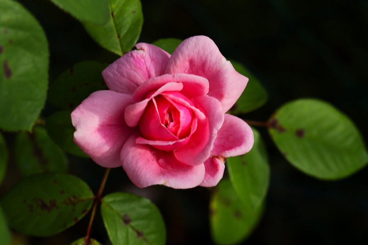 Доброе утро - Юрий. Шмаков