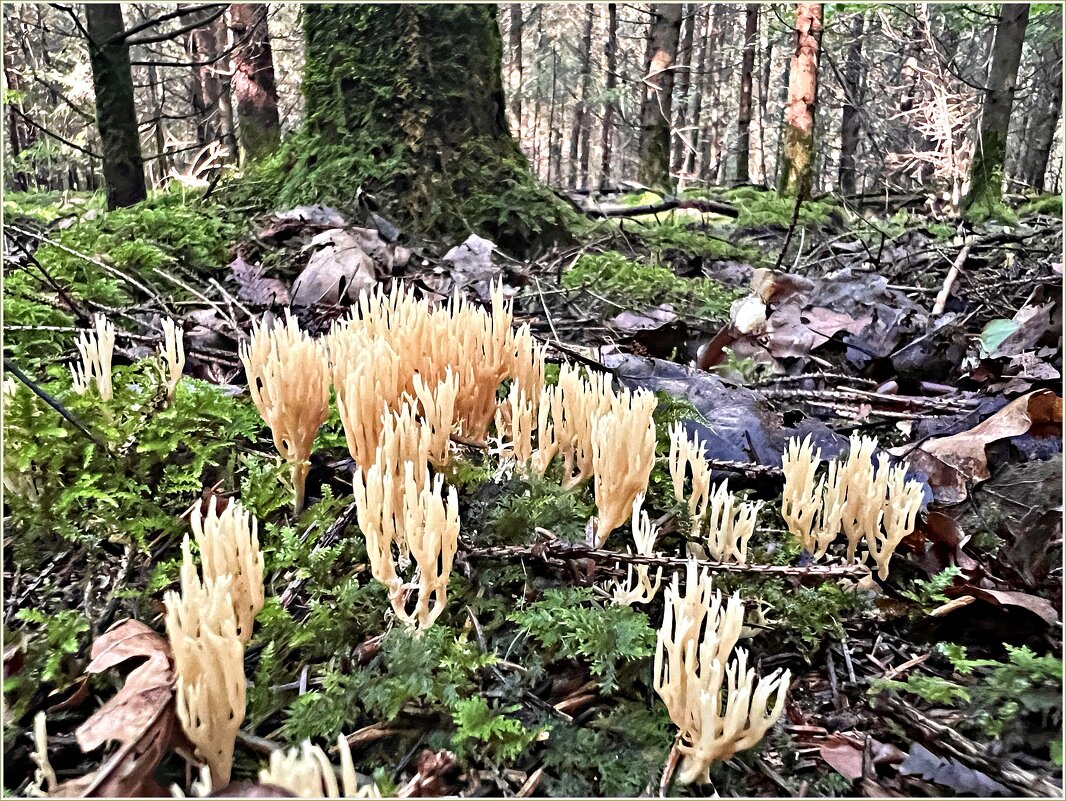 Рамария. - Валерия Комова Рамария. - Валерия Комова