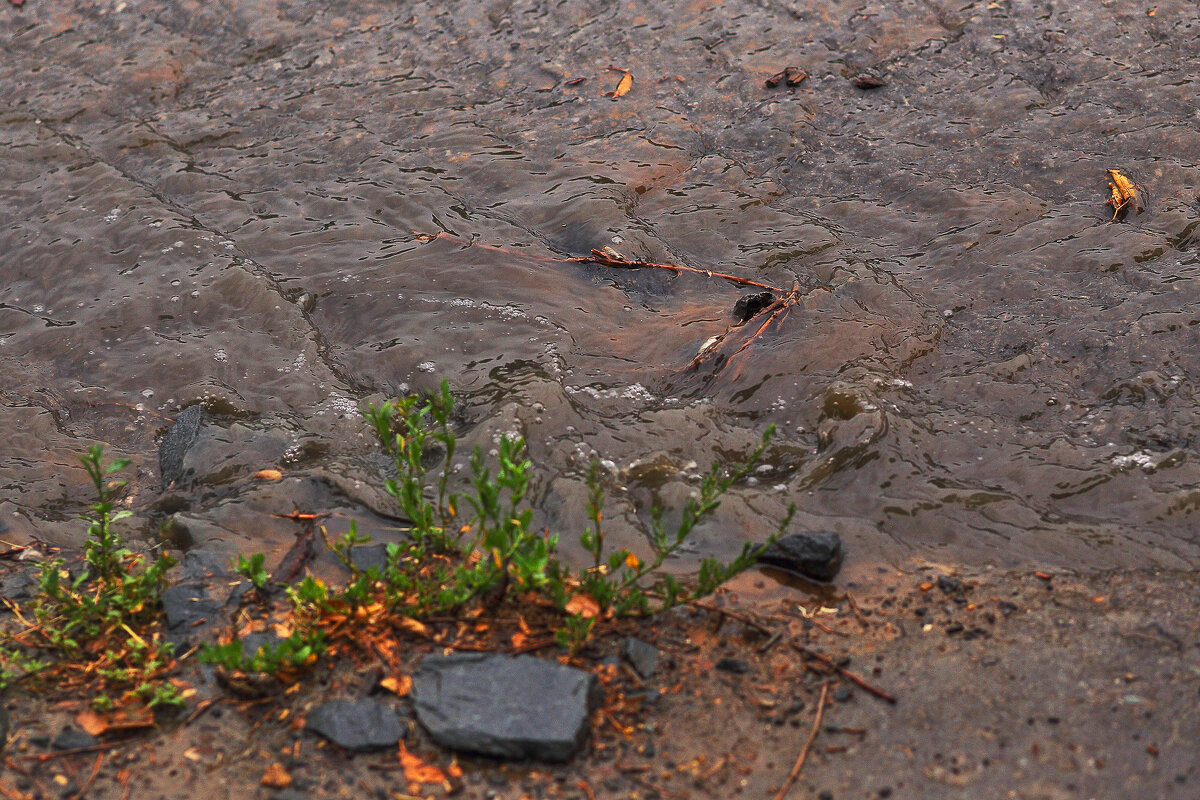 Дождь - Юрий Гайворонскiий Дождь - Юрий Гайворонскiий