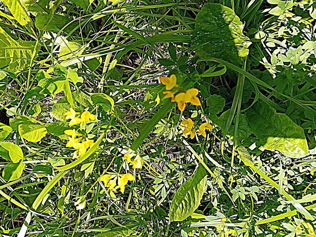 Цветы. - Владимир Драгунский Цветы. - Владимир Драгунский