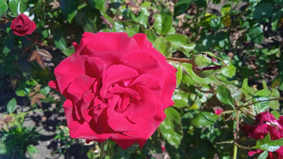 июль - Елена Шаламова