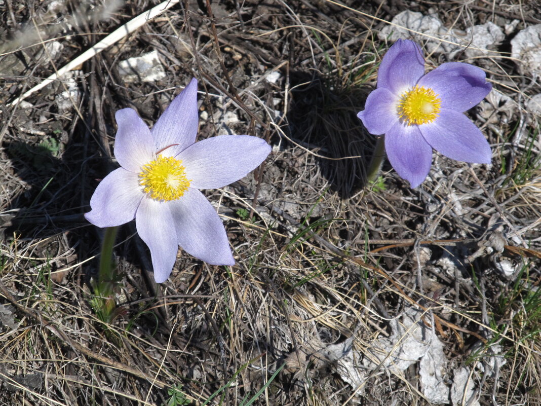 Апрель ! - Елена Шаламова