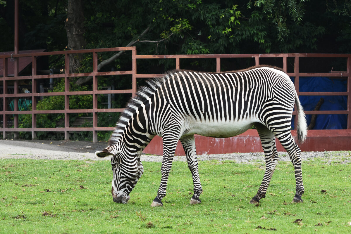 Московский Зоопарк. Зебра. - Наташа ***** Московский Зоопарк. Зебра. - Наташа *****
