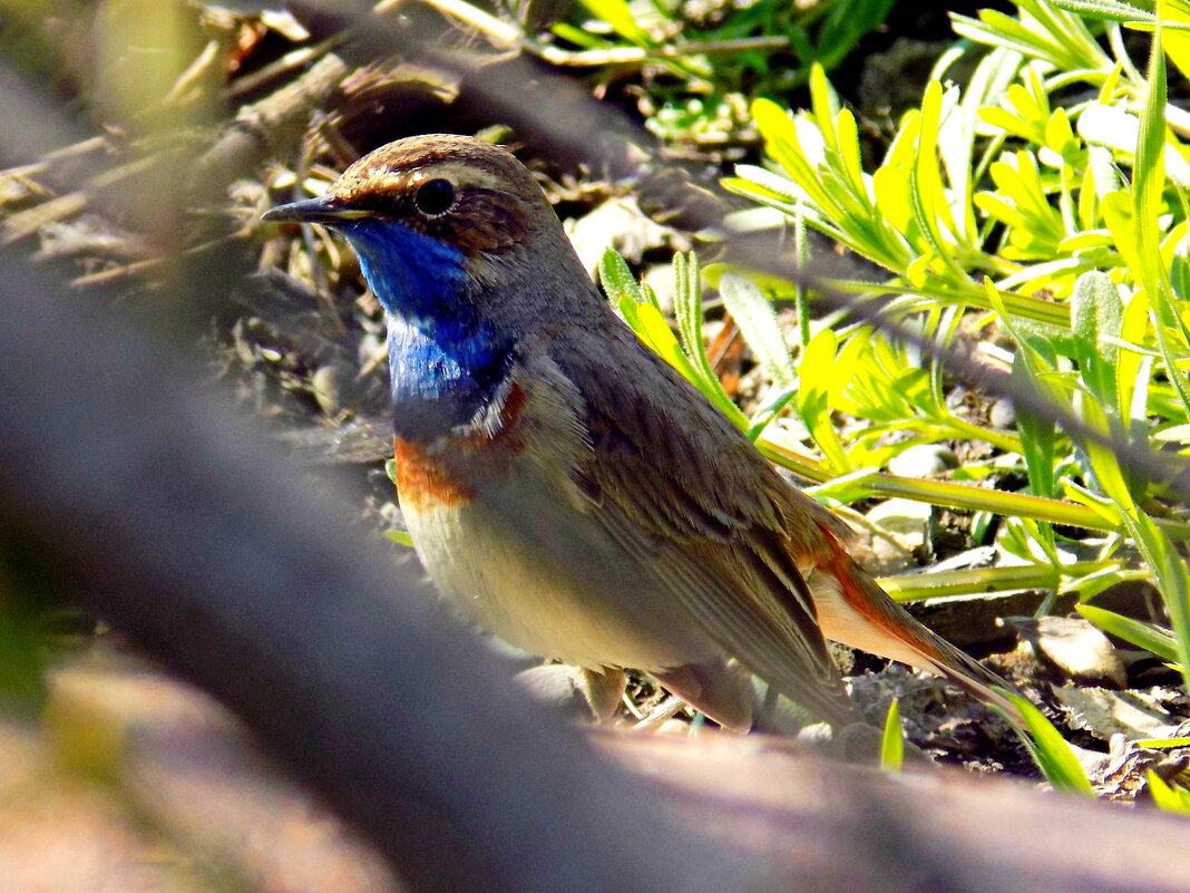 Варакушка - Константин Штарк