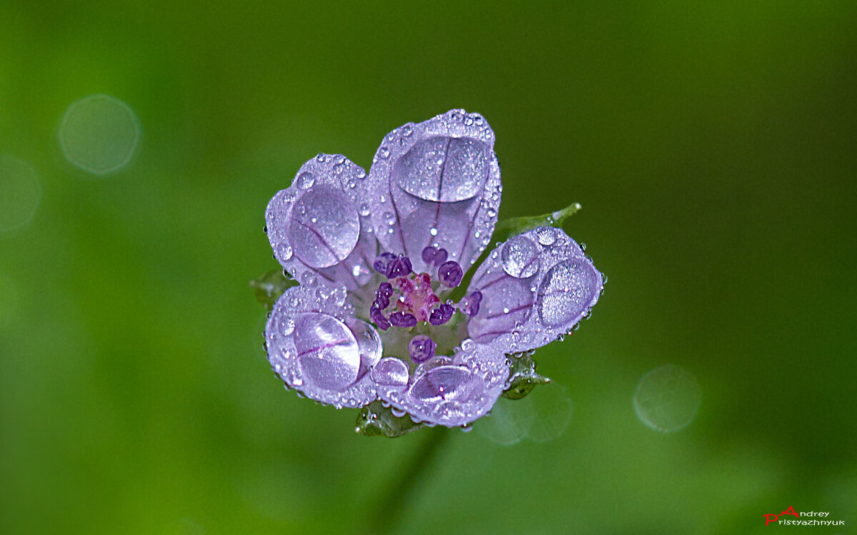 Цветочек - Андрей Пристяжнюк
