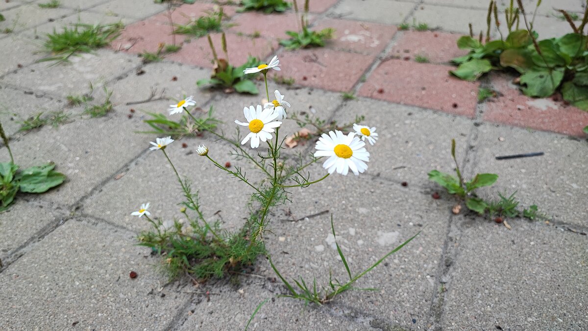 ,,, - Сергей Тимоновский