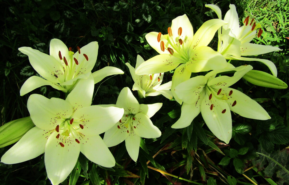 Белые лилии - Антонина Балабанова Белые лилии - Антонина Балабанова