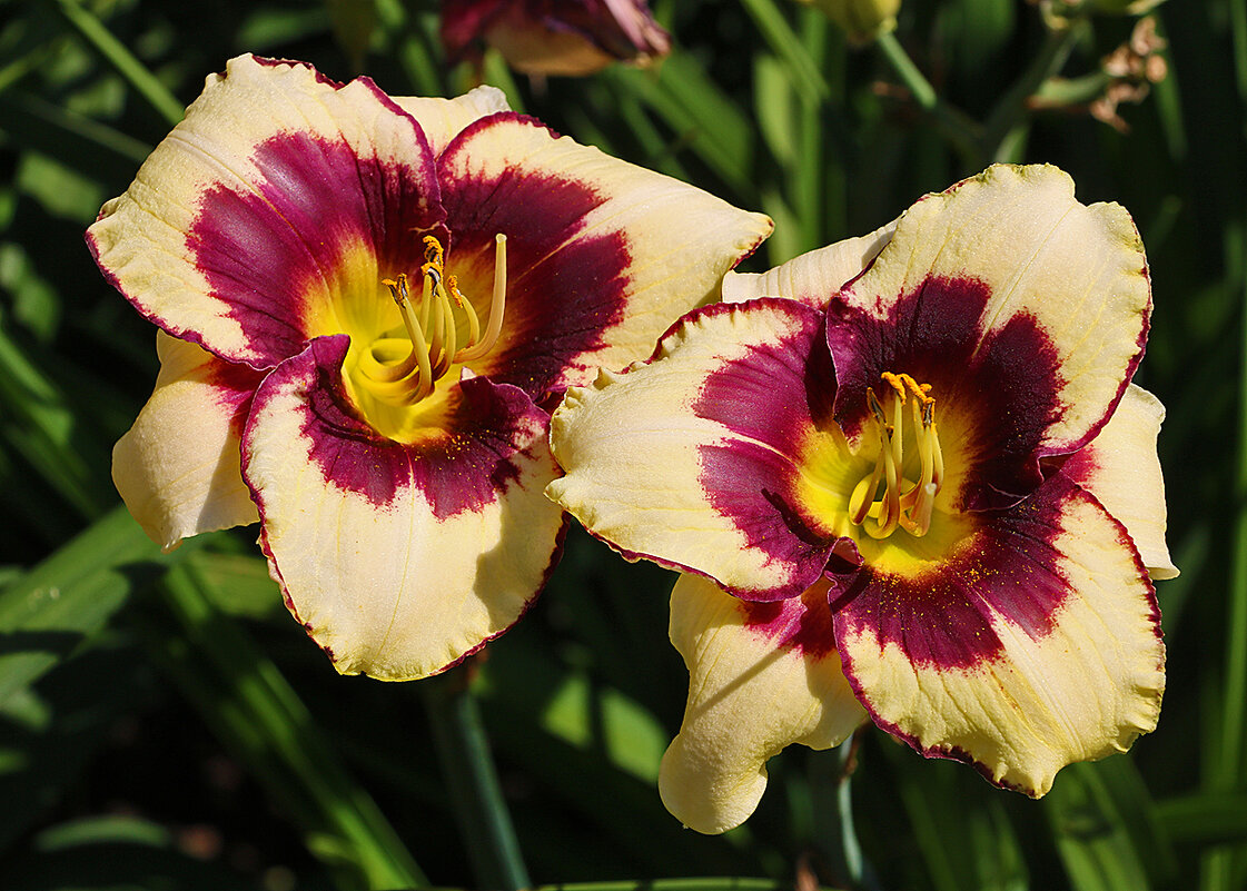 Лилейники бот сада МГУ - Светлана Лилейники бот сада МГУ - Светлана