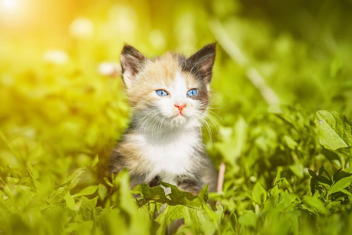 Котёнок - Alex Bush Котёнок - Alex Bush