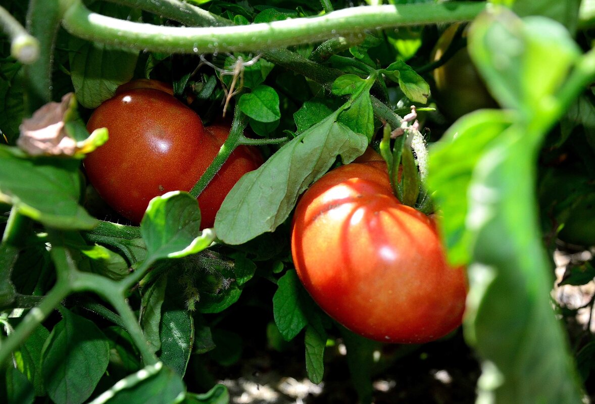 В помидорных зарослях - Александр Стариков