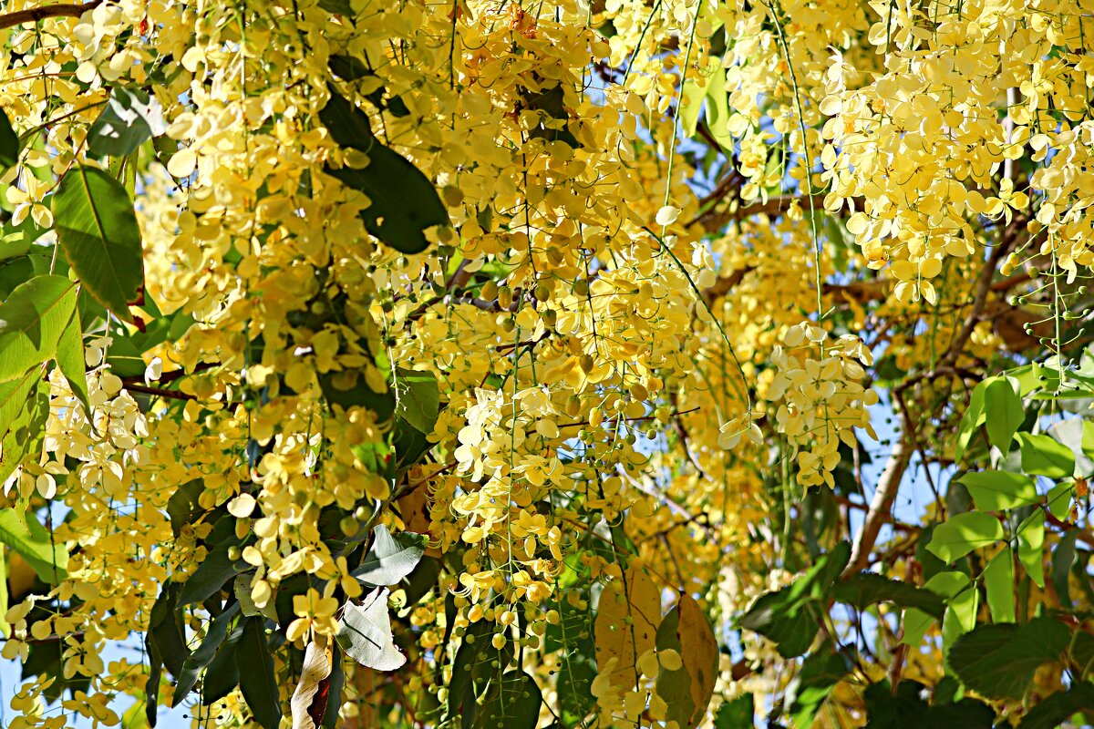 Золотое дерево - Аркадий Басович