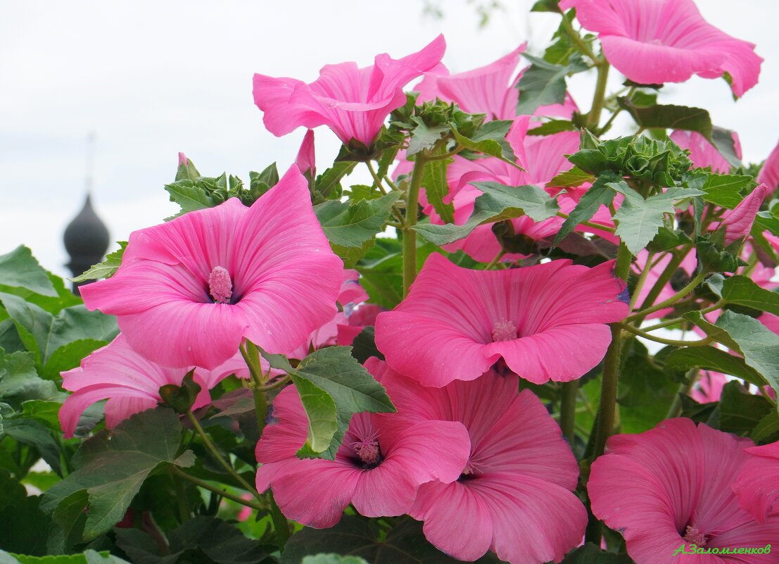 Когда цветёт лаватера... - Андрей Заломленков