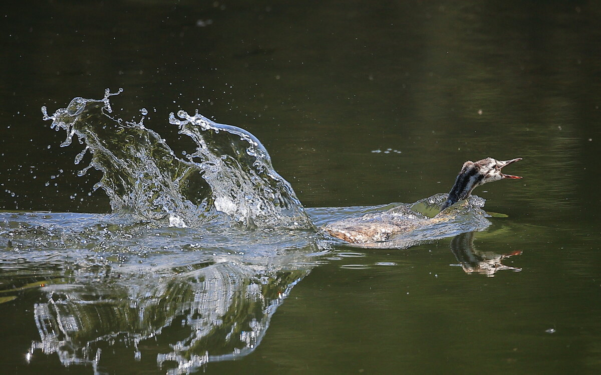 Молодая чомга плывёт к маме... - Владилен Панченко