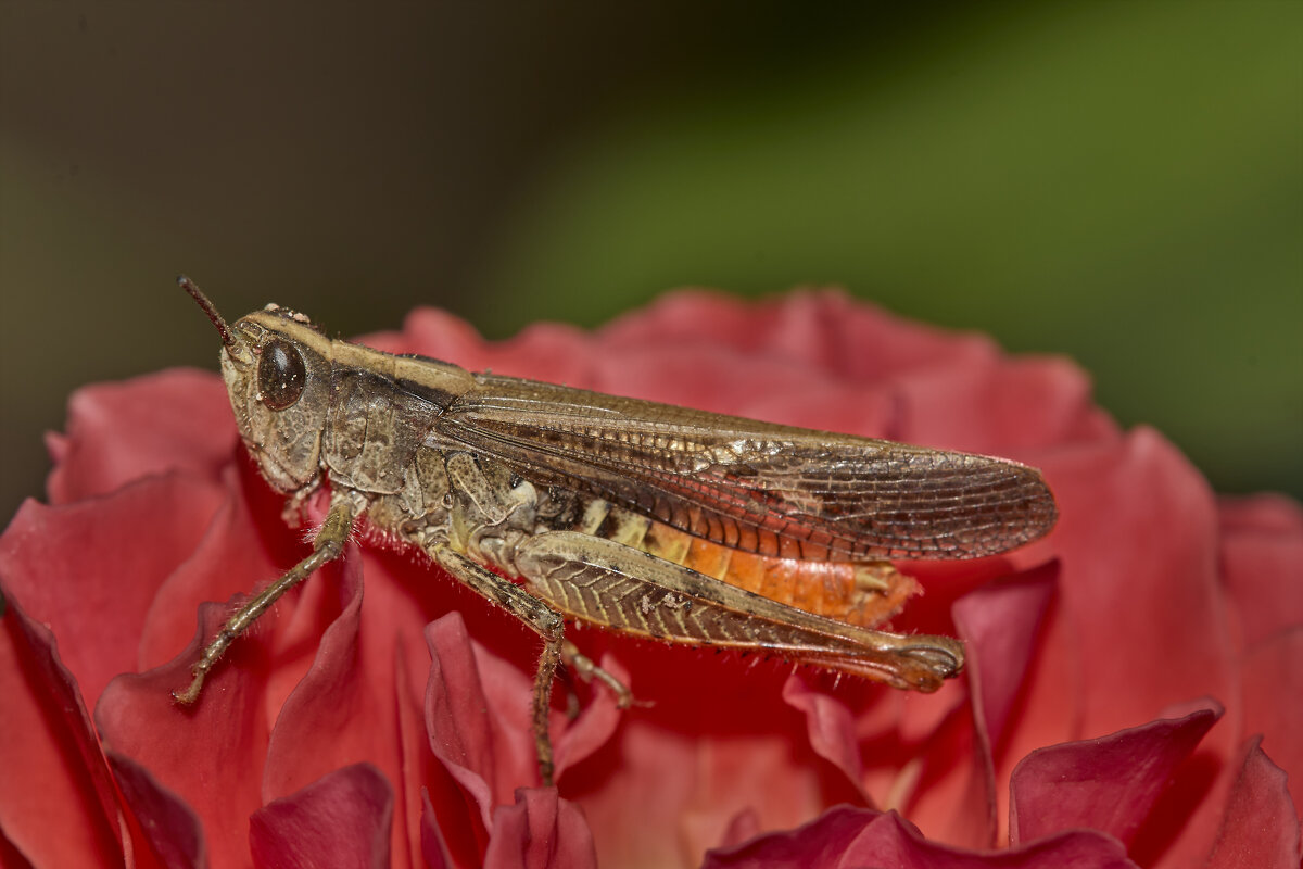Конёк обыкновенный... - Александр Посошенко Конёк обыкновенный... - Александр Посошенко