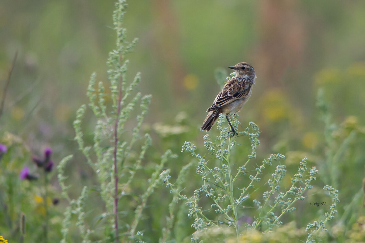 Луговой чекан - Светлана Григорьева Луговой чекан - Светлана Григорьева