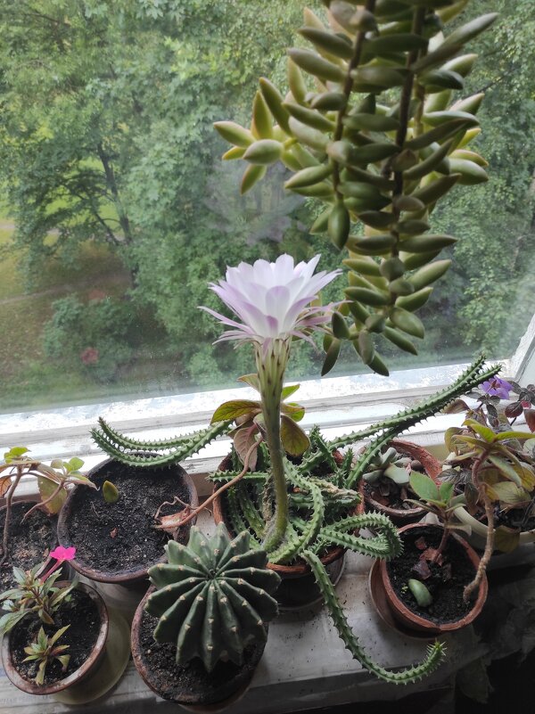 Цветы на окне - Игорь Ч. Цветы на окне - Игорь Ч.