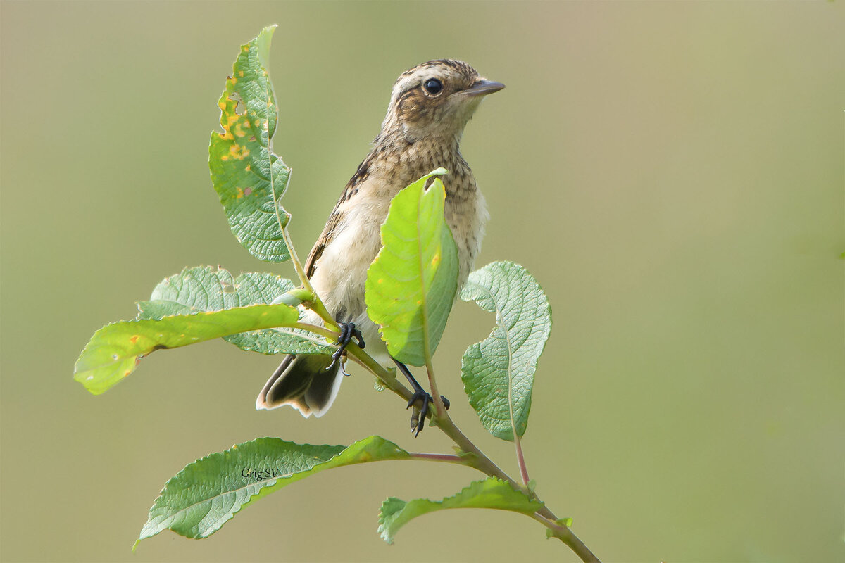 Птенец чекана - Светлана Григорьева Птенец чекана - Светлана Григорьева