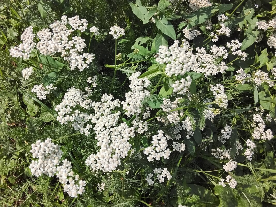 Белые цветочки - Дмитрий Никитин