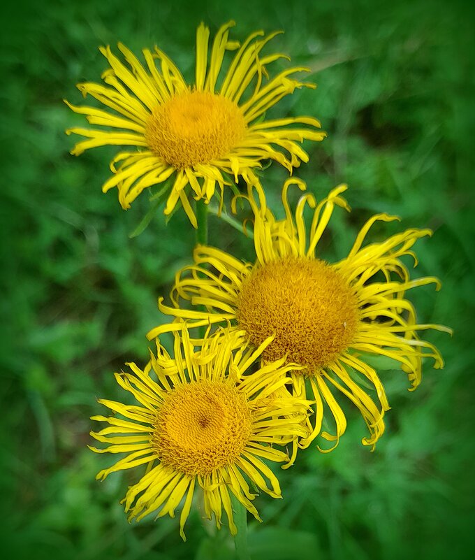 Лесные цветочки . - Мила Бовкун