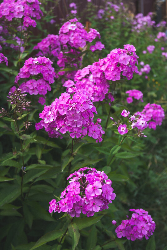 Флоксы - Светлана Мишенёва Флоксы - Светлана Мишенёва