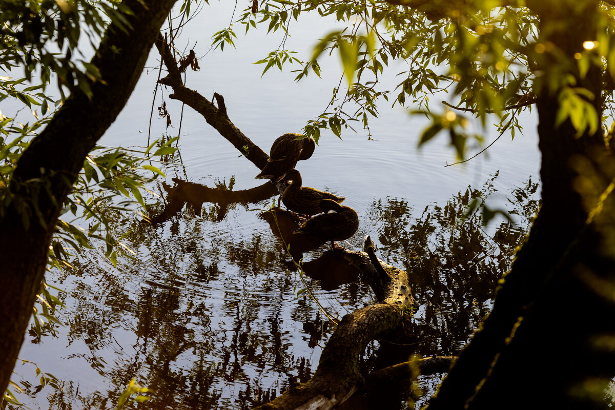 * - k-e-r-g-u-d-u DM