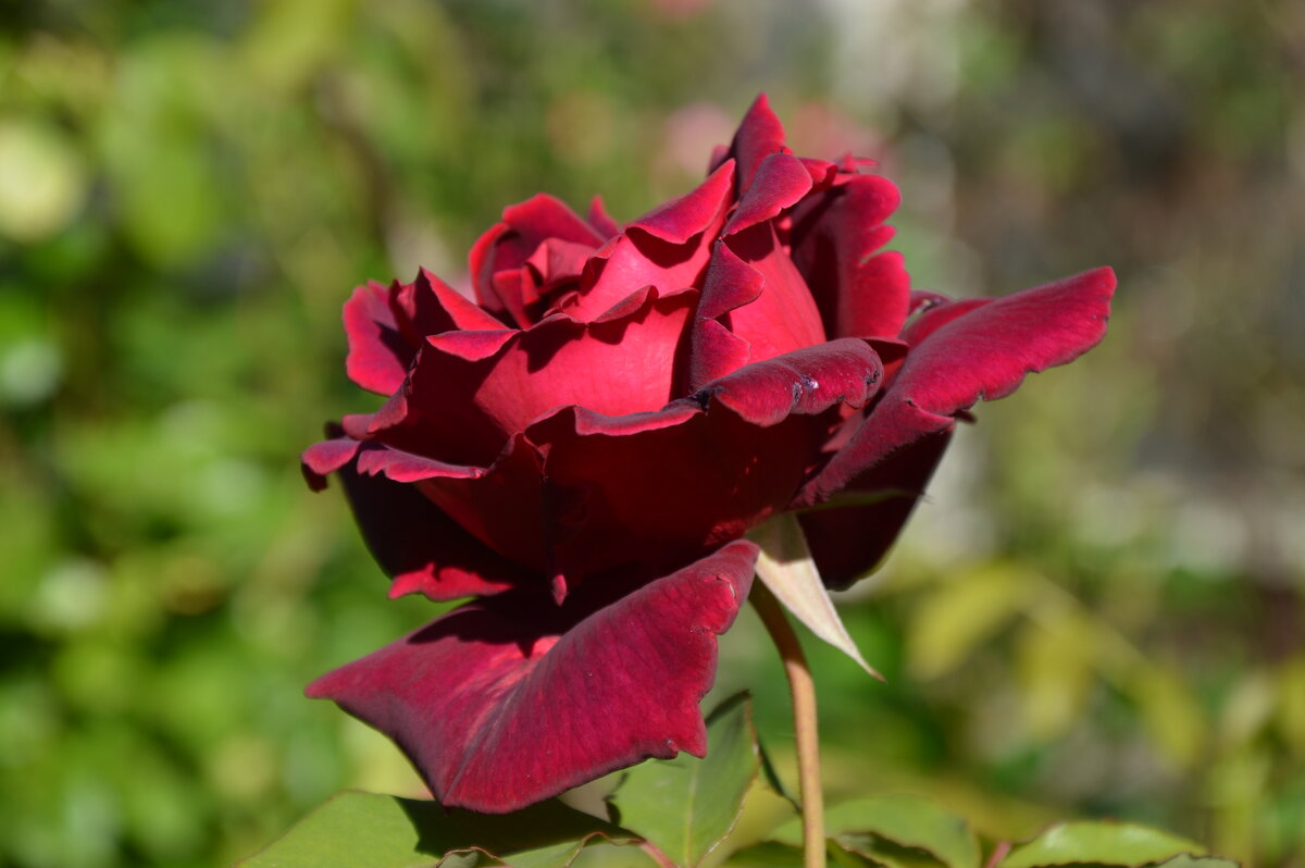 *** - Надежда Куркина 