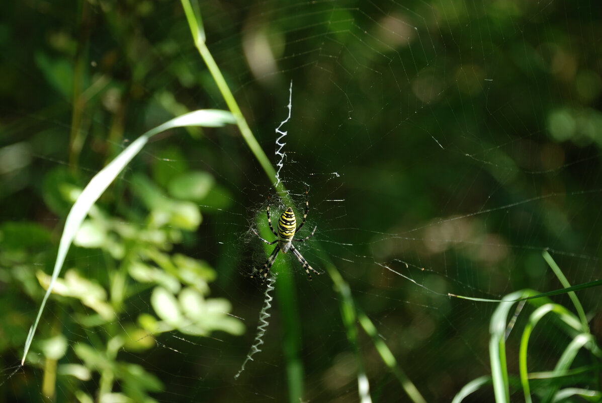 Полосатый паук. - Алексей 